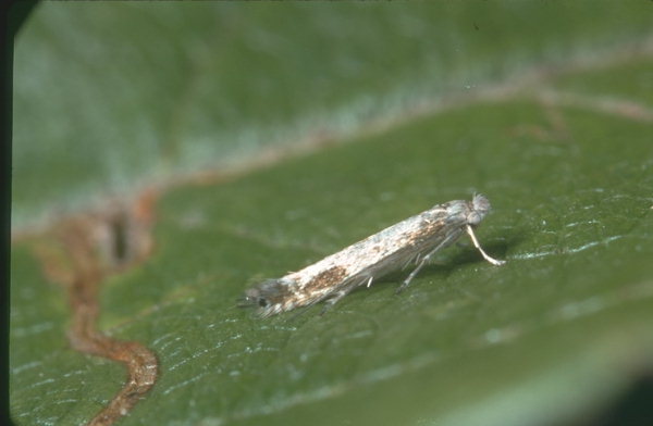 
          Lyonetia clerkella (Mineuse des arbres fruitiers)