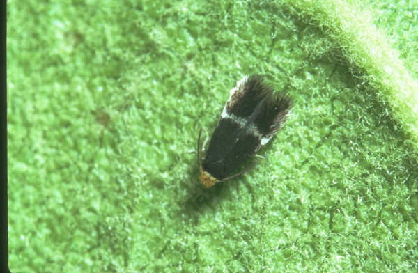 
          Stigmella malella (Mineuse des feuilles du pommier)