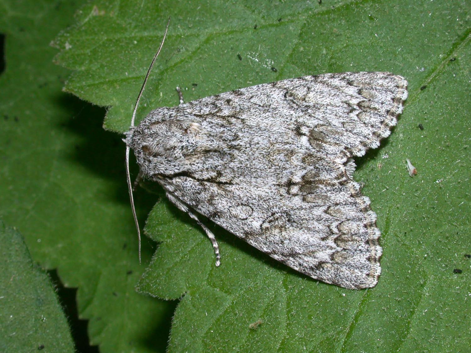
          Noctuelle de l'érable (Acronicta aceris)