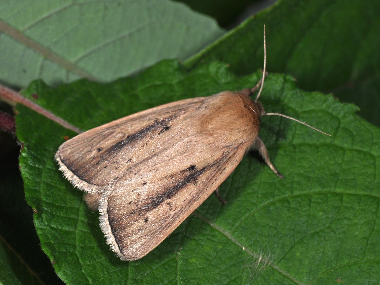 
          Noctuelle du maïs (Sesamia nonagrioides)