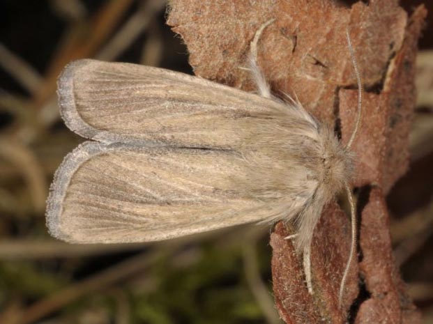 
          Sesamia cretica (Noctuelle du sorgho)