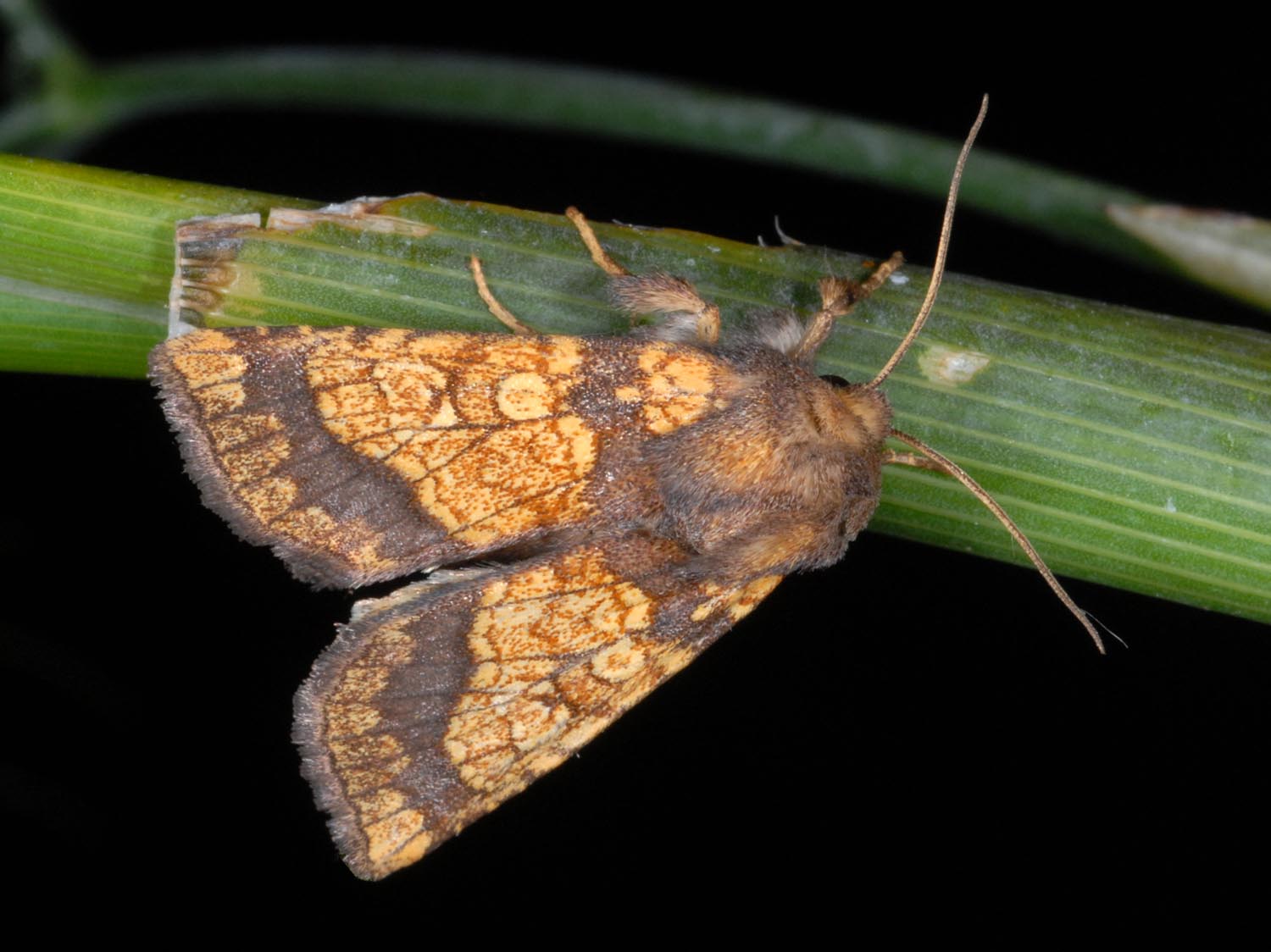 
          Gortyna flavago (Noctuelle jaune de l'artichaut)