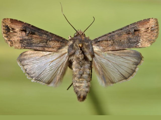 
          Agrotis ipsilon (Noctuelle ipsilon)