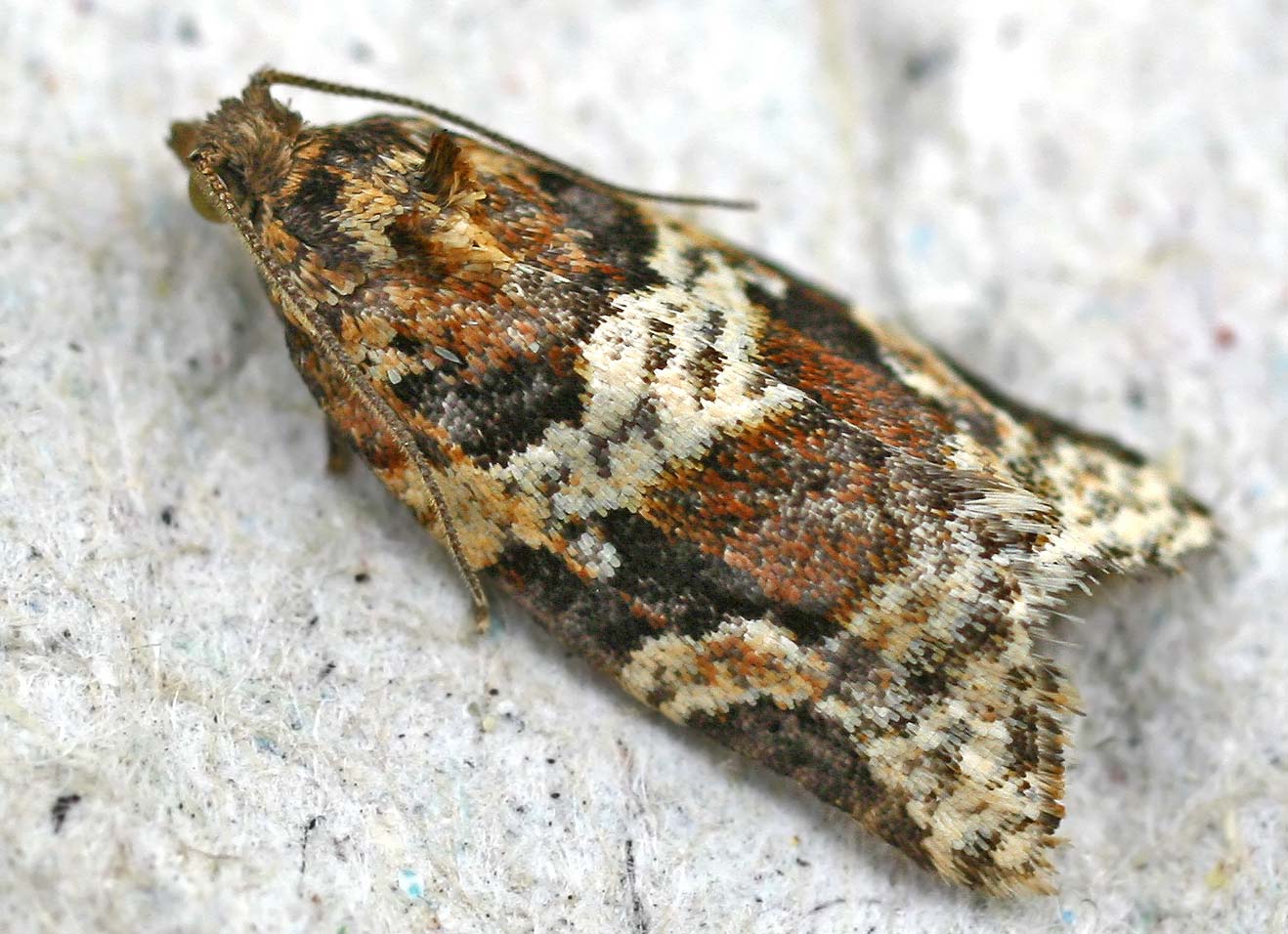
          Argyrotaenia ljungiana (Petite tordeuse de la grappe)