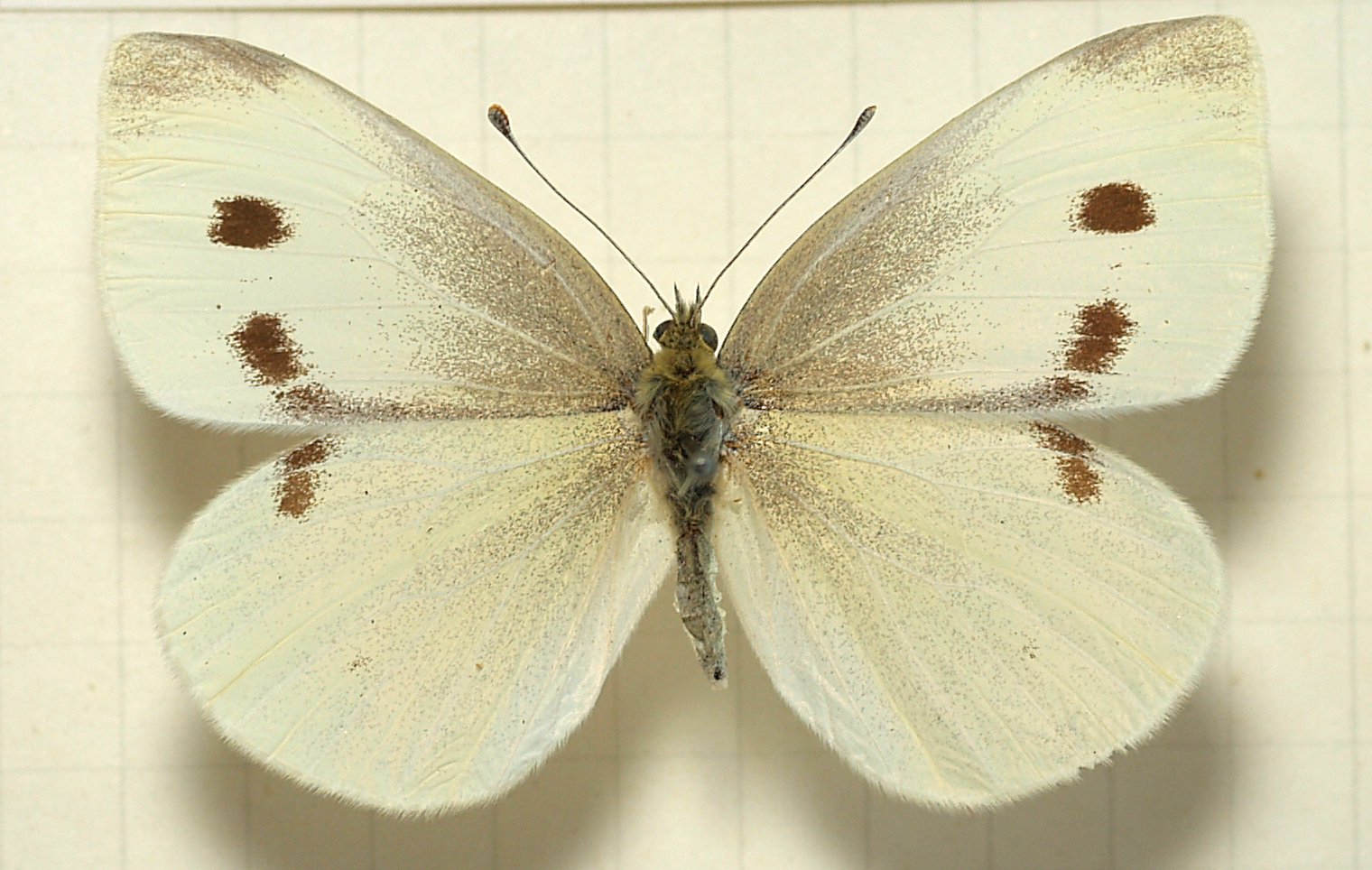 
          Piéride de la rave (Pieris rapae)