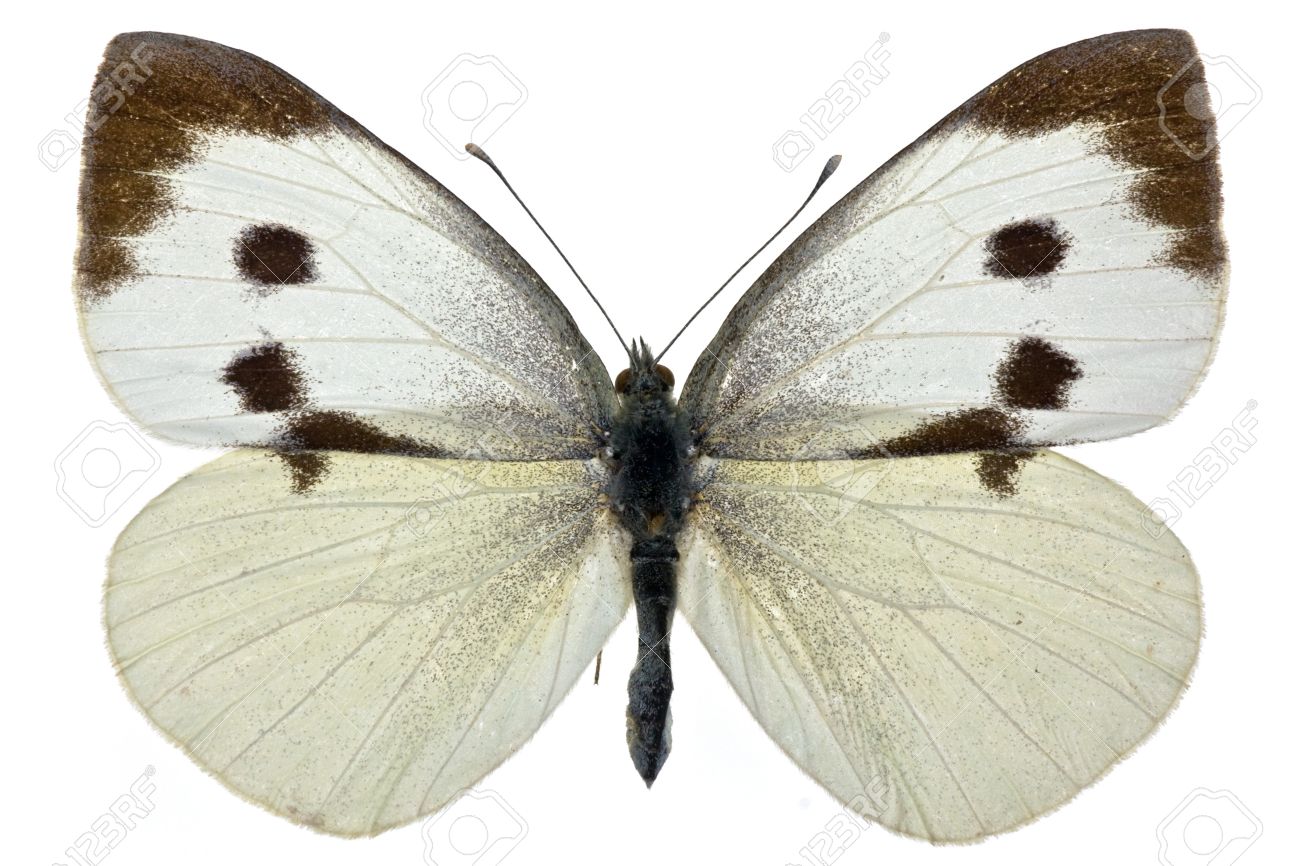
          Piéride du chou (Pieris brassicae)