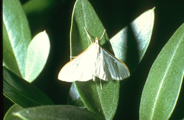 
          Palpita unionalis (Pyrale du jasmin)
