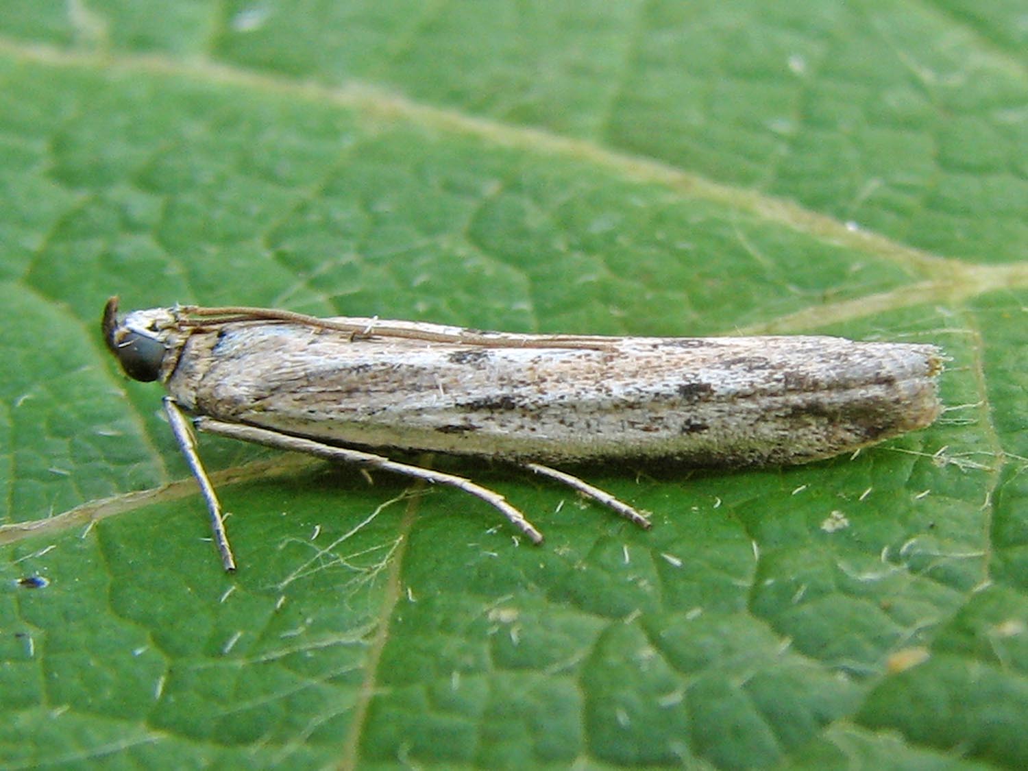 
          Homoeosoma nebulella (Pyrale du tournesol)