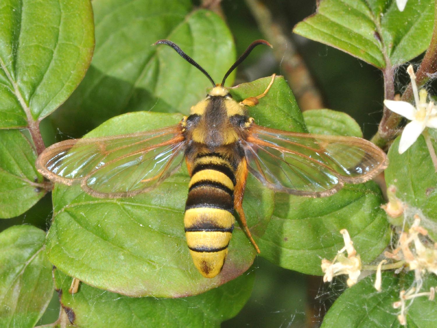 
          Sésie du peuplier (Sesia apiformis) 