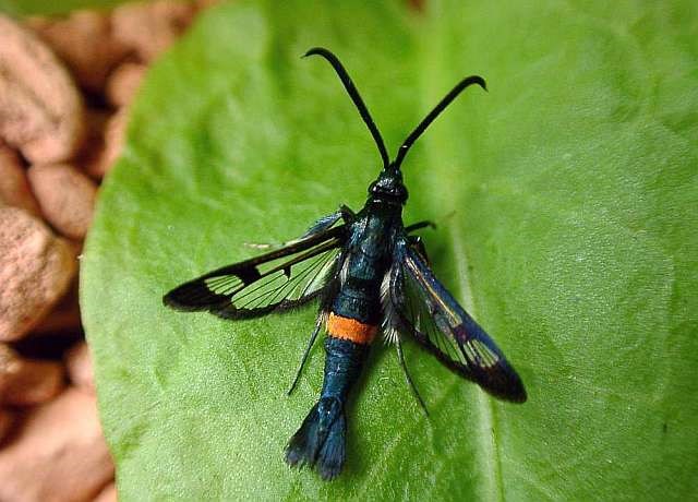 
          Sésie du pommier (Synanthedon myopaeformis) 