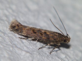 
          Scrobipalpa ocellatella (Teigne de la betterave)