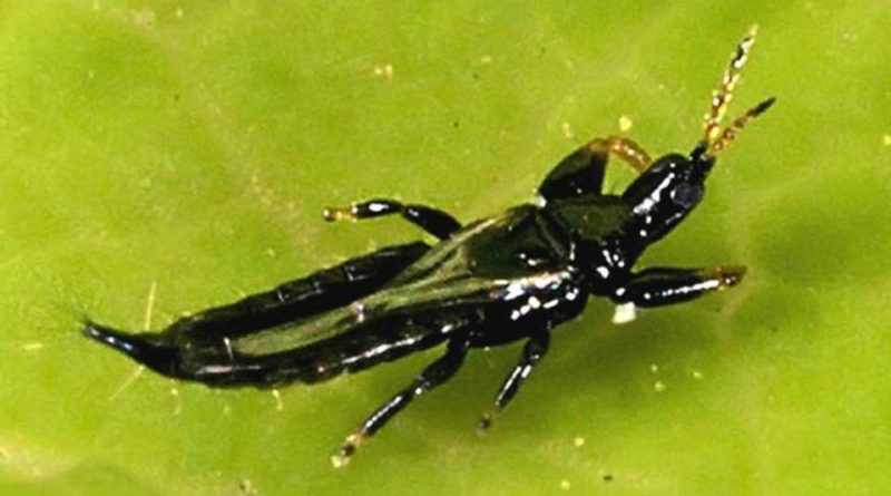 
          Liothrips oleae (Thrips de l'olivier)