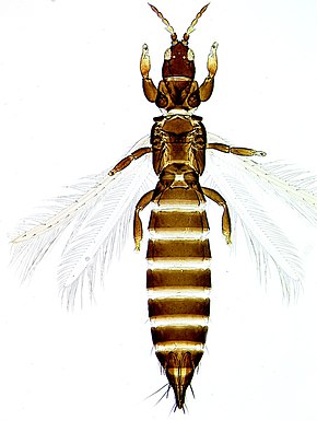 
          Limothrips denticornis (Thrips de seigle)