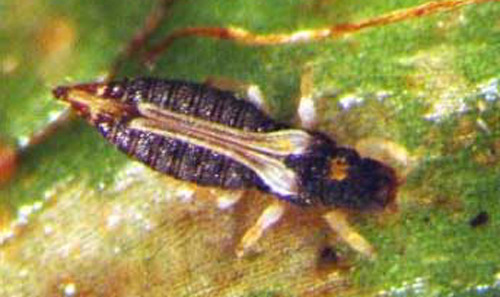 
          Heliothrips haemorrhoidalis (Thrips des serres)