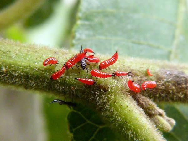 
          Haplothrips tritici (Thrips du blé)