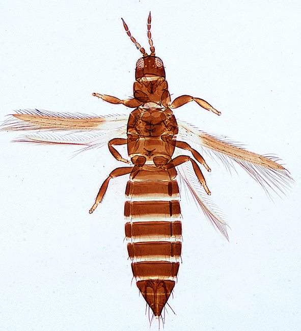 
            Thrips simplex (Thrips du glaïeul)
