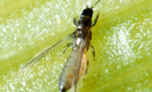 
          Thrips angusticeps (thrips du lin et des céréales)