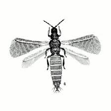 
          Thrips meridionalis (Thrips du pêcher)