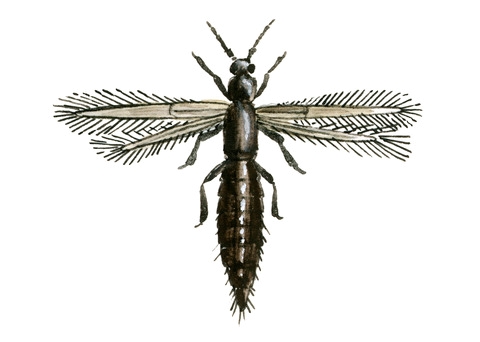 
          Kakothrips robustus (Thrips du pois)