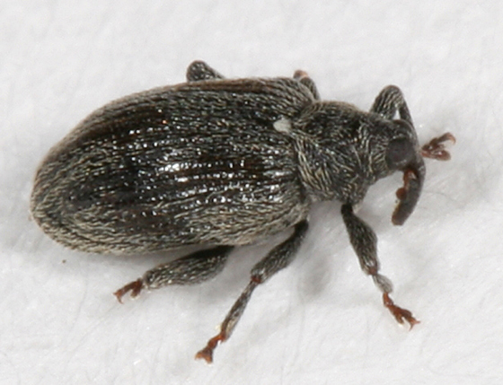 
          Orchestes testaceus (Orcheste du bouleau)