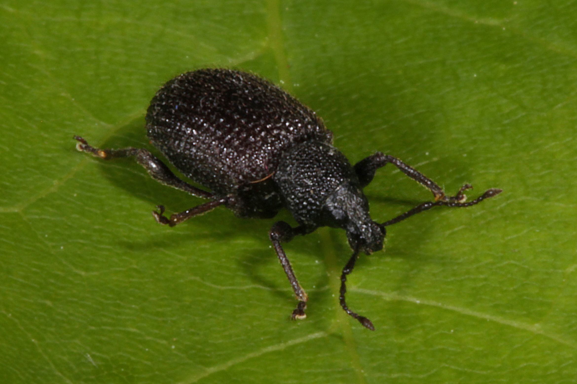 
          Otiorhynchus rugosostriatus (Otiorhynque des cyclamens)