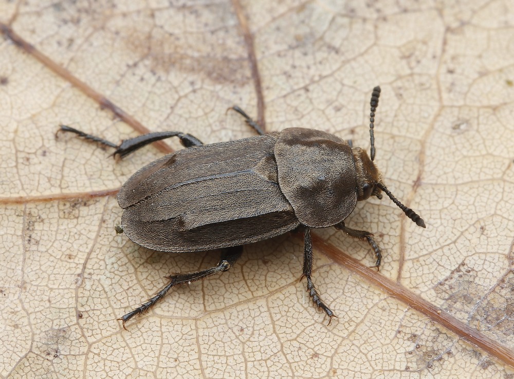 
          Aclypea opaca (silphe de la betterave)