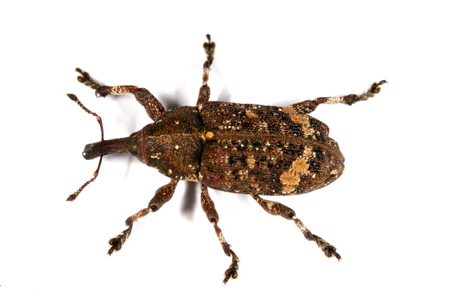 
          Pissodes piceae (Pissode du sapin)