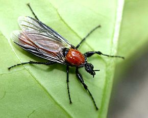 
          Bibio hortulanus (Bibion horticole)