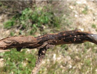 
          Resseliella lavandulae (cécidomyie de la lavande)