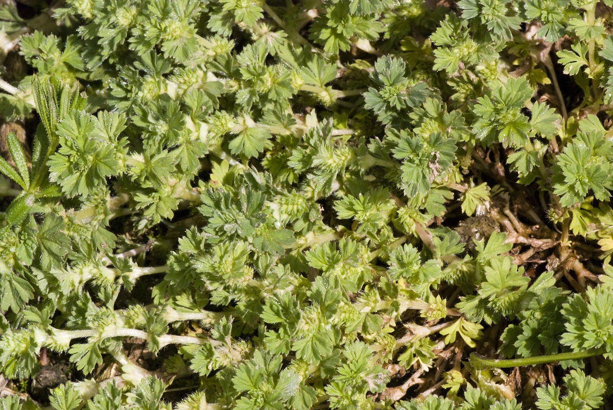 
          Alchémille des champs (Aphanes arvensis)