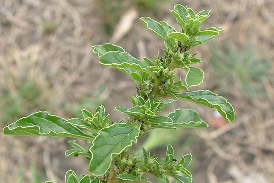
          Amarante blanche (Amaranthus albus)