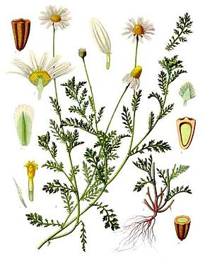 
          Anthémis des champs
