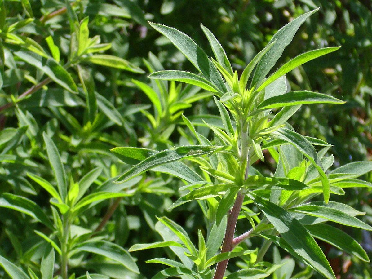 
          Armoise des frères Verlot (Artemisia verlotiorum)