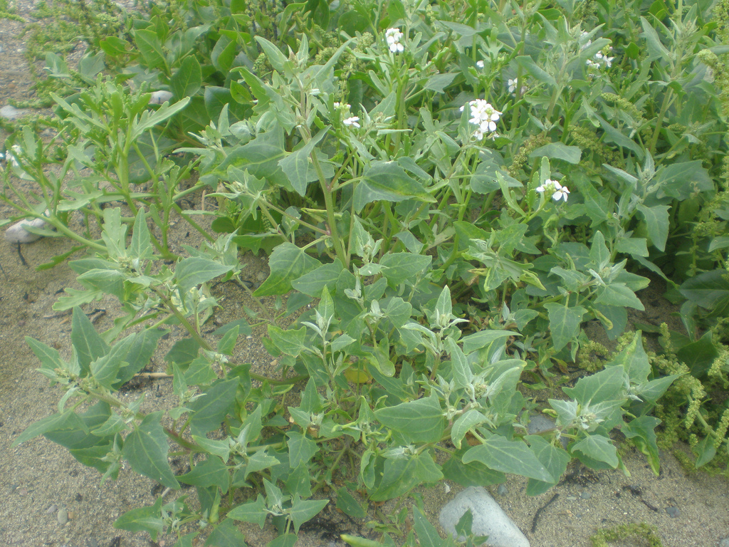 
          Atriplex hastata (Arroche hastée)