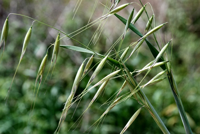 
          Avena sterilis (Avoine stérile)