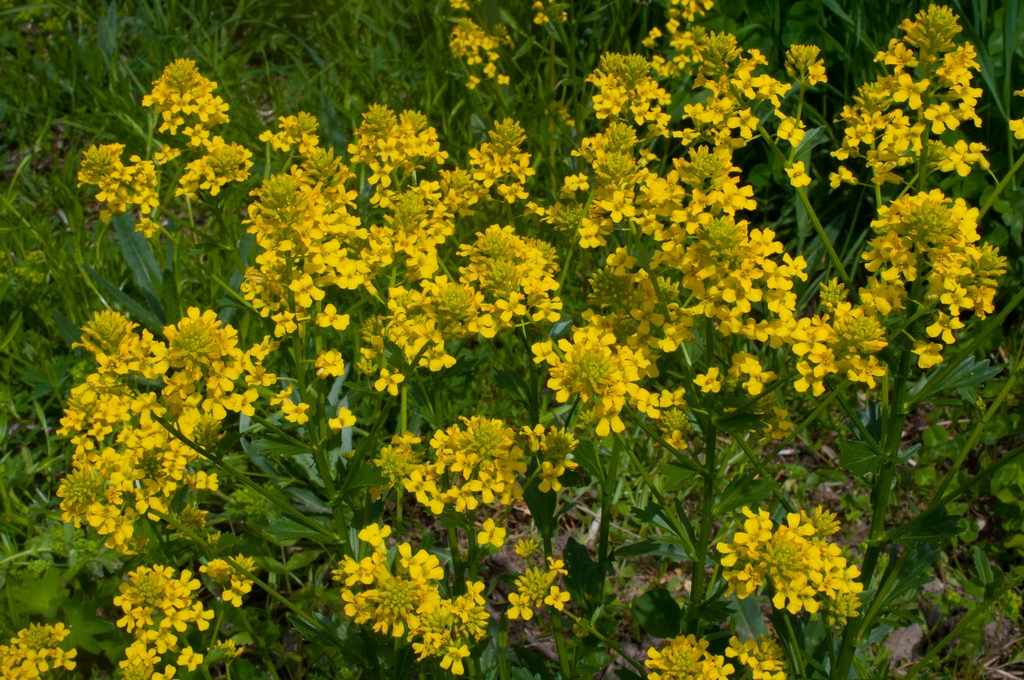 
          Barbarée commune (Barbarea vulgaris)