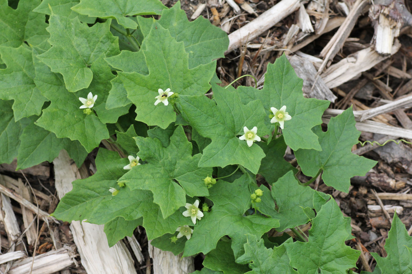 
          Bryone dioïque (Bryonia dioica)