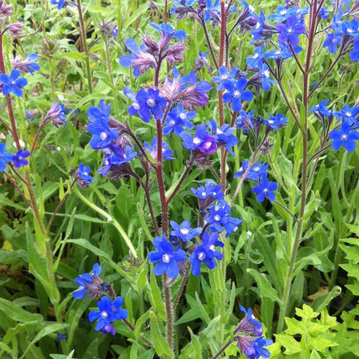 
          Buglosse d'Italie (Anchusa azurea)
