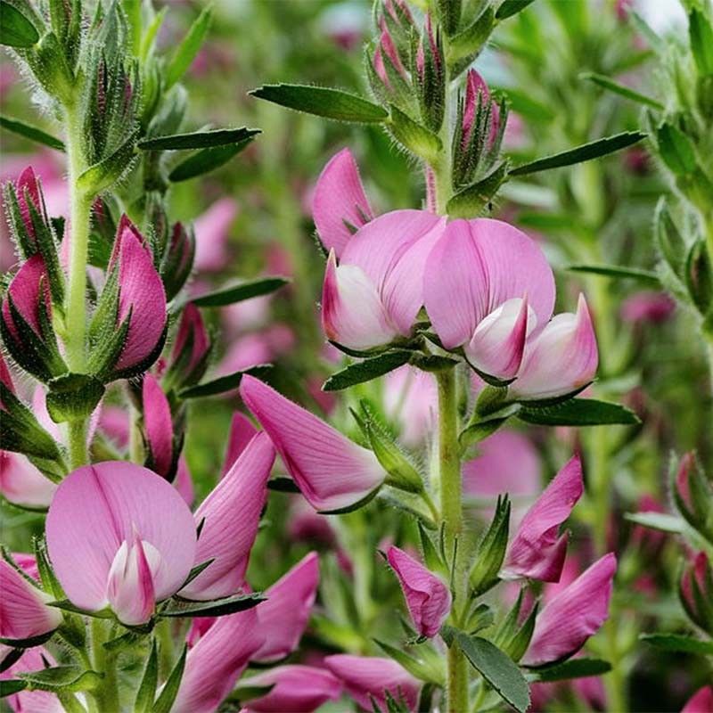 
          Bugrane épineuse (Ononis spinosa)
