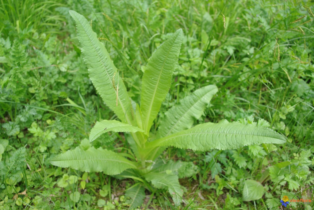 
          Cardère sauvage (Dipsacus fullonum)