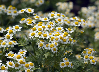 
          Anthemis 