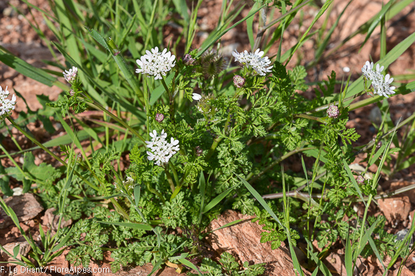 
          Caucalis fausse carotte (Caucalis platycarpos)
