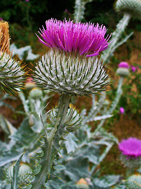 
          Onopordum acanthium (Chardon aux ânes)