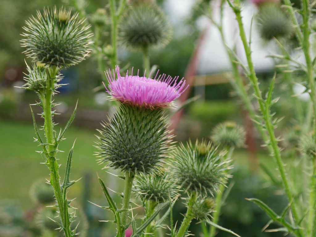 
          Le Cirse commun (Cirsium vulgare)