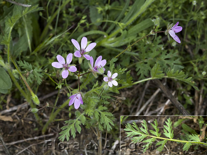 
          Erodium cicutarium (Erodium bec de cigogne)