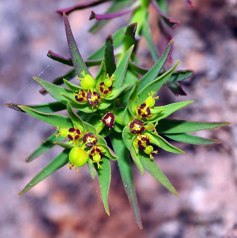 
          Euphorbe fluette (Euphorbia exigua)