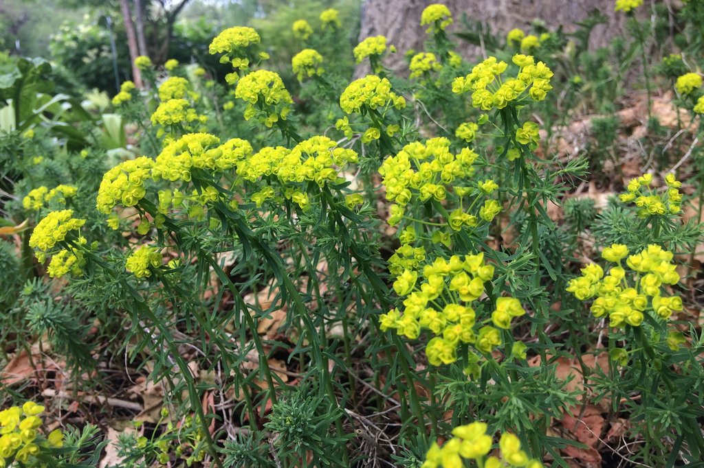 
          Euphorbe faux cyprès (Euphorbia cyparissias) 