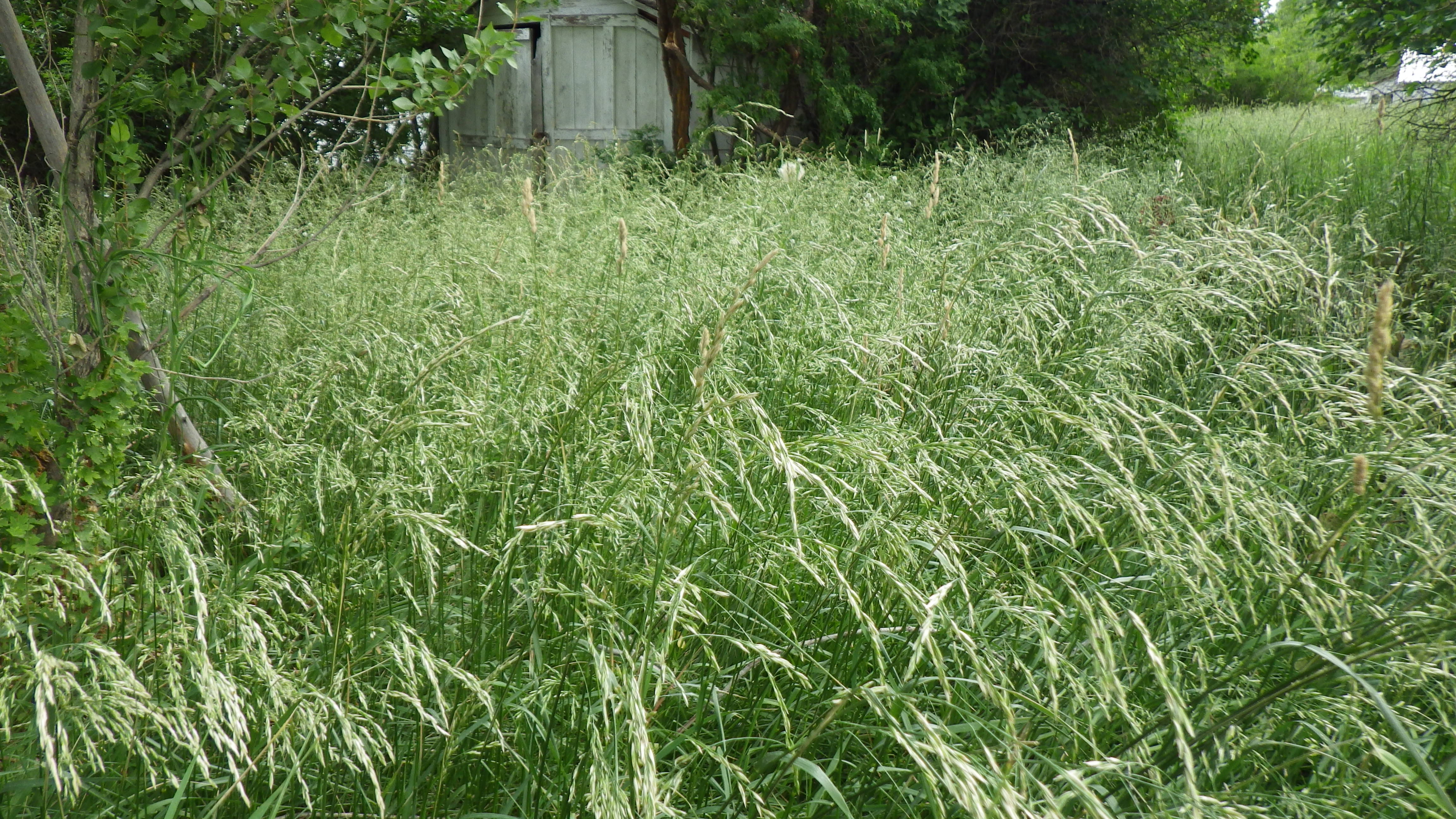 
          Festuca pratensis (Fétuque des prés)