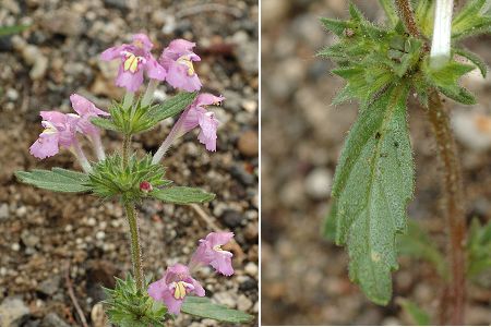 
          Galéopsis à feuilles étroites (Galeopsis angustifolia)