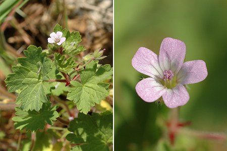 
          Géranium à feuilles rondes (Geranium rotundifolium)